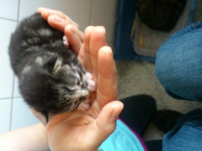 Bild zu neues von ella und ihren kleinen - Haustiere