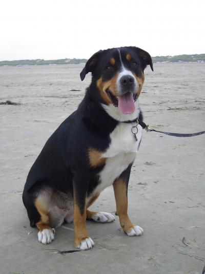 Bild zu Worauf muss man achten, wenn man sich einen 2. Hund zulegt? - Haustiere