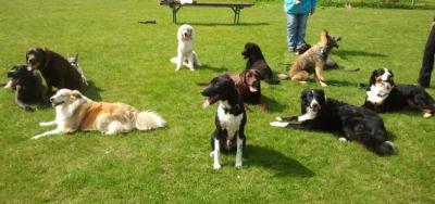Bild zu Merlin in der Hundegruppe (Foto) - Haustiere