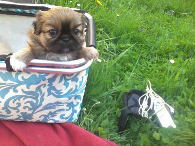 Bild zu Unser Zuwachs in knapp 2 Monaten - Haustiere