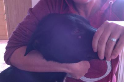 Bild zu Ist das eine Warze? - Haustiere