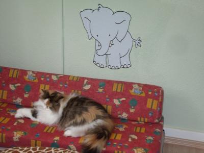 Bild zu Katze langes Erbrechen - Haustiere