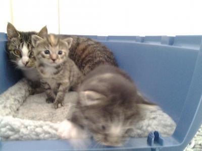 Bild zu neues von ella und babies - Haustiere