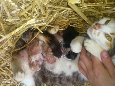 Bild zu katze nr 2 mit babies - Haustiere