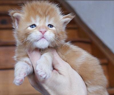 Bild zu war lange nicht da, aber ich möchte euch meinen "Zuwachs" zeigen... - Haustiere