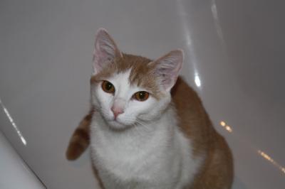 Bild zu die ersten Ergebnisse sind da...Kater - Haustiere