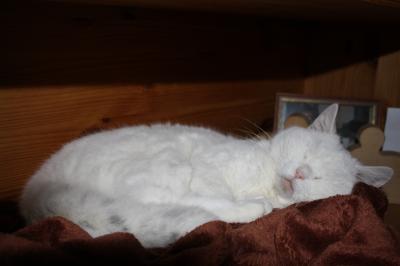 Bild zu und nochwas... - Haustiere