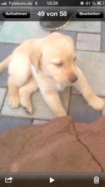 Bild zu Yeay - Haustiere