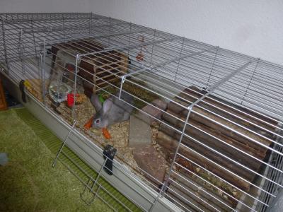 Bild zu Hat hier jemand einen Raum für seine Kaninchen? - Haustiere