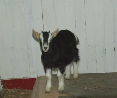 Bild zu Danke für Eure Hilfe - Haustiere