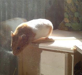 Bild zu Neue Mitbewohnerin - Haustiere