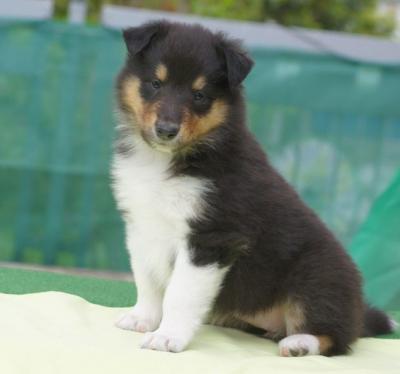 Bild zu Colliewelpen - sucht jemand gerade? - Haustiere