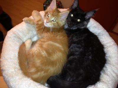 Bild zu meine 2 süssen sind eingezogen :) - Haustiere