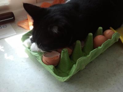 Bild zu Ei, Ei, Ei... - Haustiere