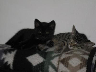 Bild zu Katzenkinder zu verschenken - Haustiere