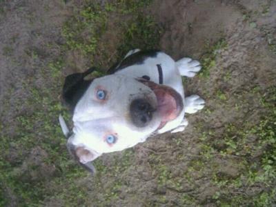 Bild zu welche Rasse - Haustiere