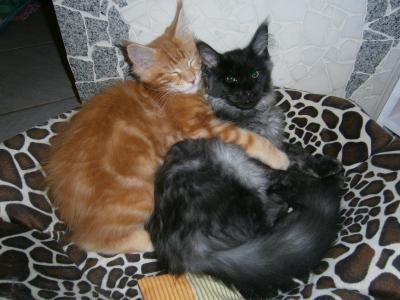 Bild zu meine "kleinen" Baby´s :) - Haustiere