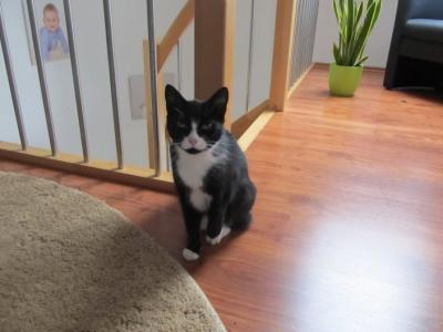 Bild zu @Fredda - Haustiere