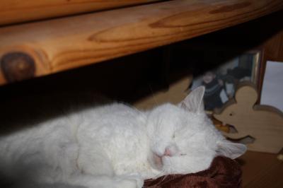 Bild zu unsere Hermine - Haustiere