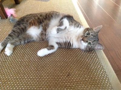 Bild zu Katzenafoption Teil 2 - Haustiere