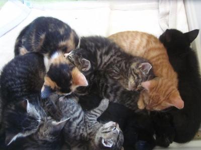 Bild zu Kommt hier jemand aus der Schleswiger Ecke und sucht - Haustiere