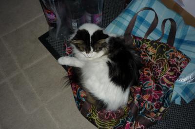 Bild zu Bin etwas aufgeregt morgen wird unsere Katze kastriert mt - Haustiere