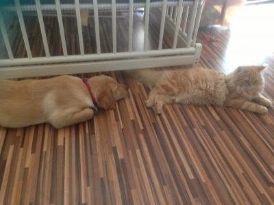 Bild zu Bisher laeufts prima - Haustiere