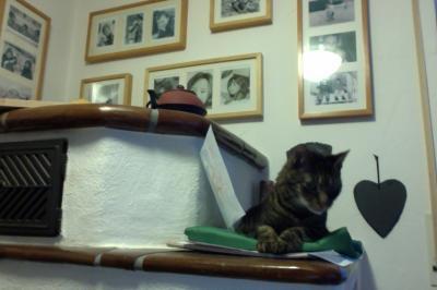 Bild zu Mein Kater. R.I.P. - Haustiere