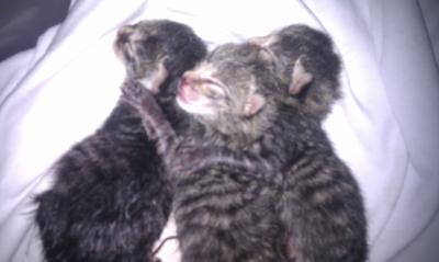 Bild zu Es geht wieder los - Haustiere