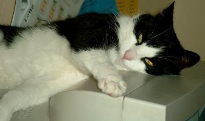 Bild zu 16 lange Jahre - Haustiere