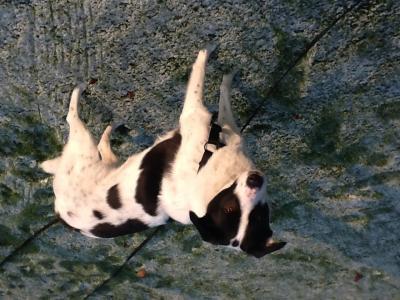 Bild zu Unser Hund haart schon wieder... - Haustiere