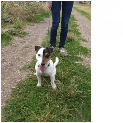 Bild zu Darf ich vorstellen; Oskar! - Haustiere