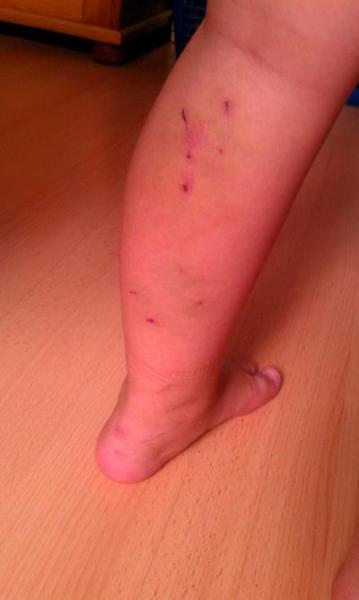 Bild zu verletzung von katze ? - Haustiere