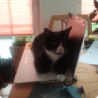 Bild zu Wie regelt ihr das? - Haustiere