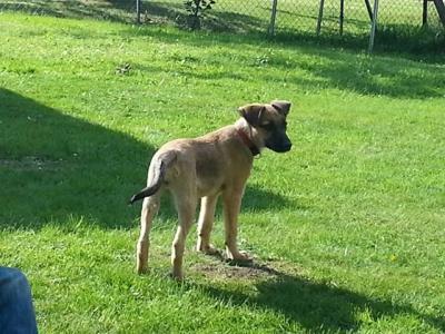 Bild zu Unser neues Familienmitglied ist eingezogen :-) - Haustiere