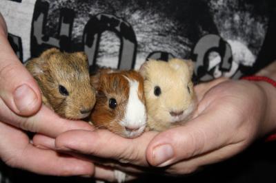 Bild zu Familienzuwachs...Meeris - Haustiere