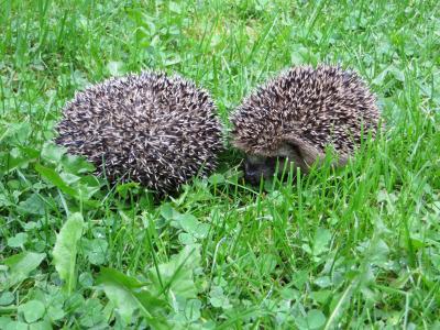 Bild zu Igel - Haustiere