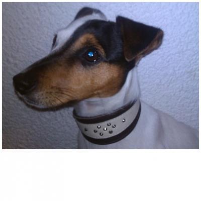Bild zu Halsband oder Geschirr? - Haustiere