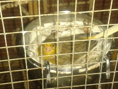 Bild zu Kanarienvogelnachwuchs - Haustiere