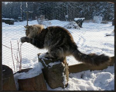 Bild zu da ich nun hier ja schon öfters von meine Coonie Jungs geschrieben habe, - Haustiere