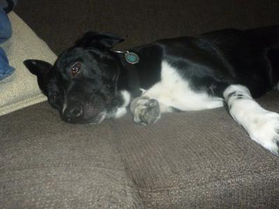 Bild zu Merlin-News - Haustiere