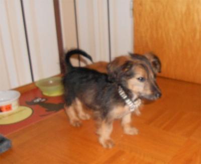 Bild zu Unser Pflegeschützling such ein zuhause - Haustiere