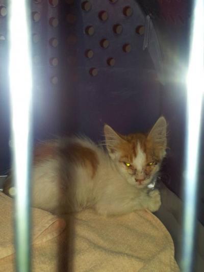 Bild zu Die kranken Katzen meiner Freundin... - Haustiere