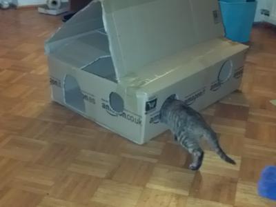 Bild zu gratis Spielzeug, wenn man bei Amazon 40 Liter Cats Best Oeko Plus kauft: - Haustiere