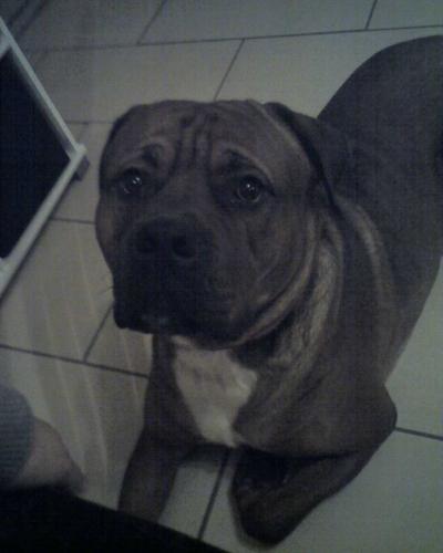 Bild zu Hundeversicherung - Haustiere