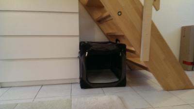 Bild zu Welpe und Schlafsituation - Haustiere