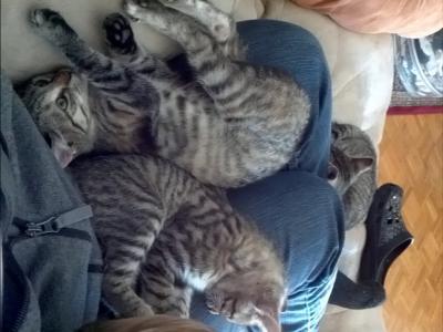 Bild zu Belagerung - Haustiere