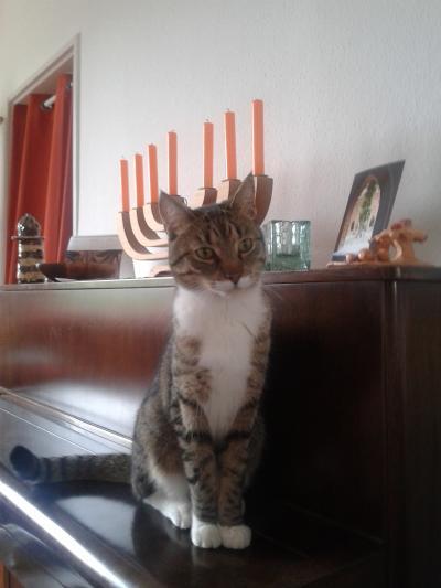 Bild zu Unser Kater :-) - Haustiere