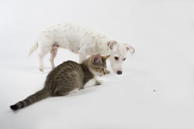 Bild zu Mal was von unseren.... - Haustiere