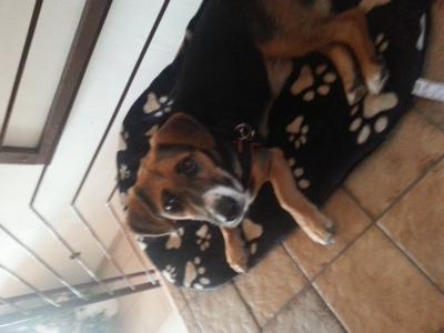 Bild zu Unser neues Familienmitglied - Haustiere